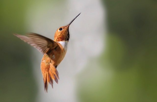 hummingbird the link