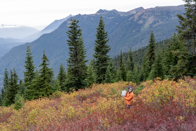 Plants of Fall The Science Behind The Colors The Link