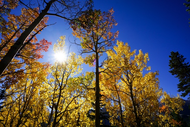 Plants of Fall The Science Behind The Colors The Link