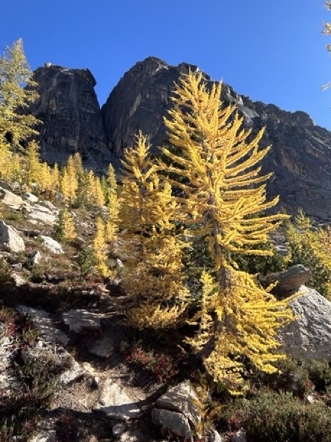Plants of Fall The Science Behind The Colors The Link
